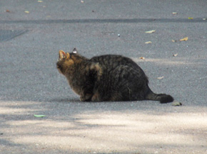도쿄 거리에 앉아있는 고양이